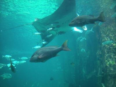 Manta ray at Atlantis
