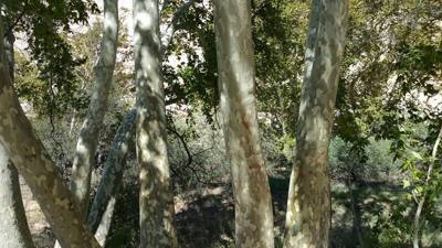 Montezuma Castle.  The bark on the trees here was very interesting.