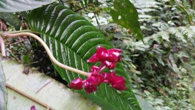 Raise your hand if you hiked the jungles of Ecuador today. Our guide said he's been doing this for 16 years and we're o