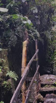 Raise your hand if you hiked the jungles of Ecuador today. Our guide said he's been doing this for 16 years and we're o