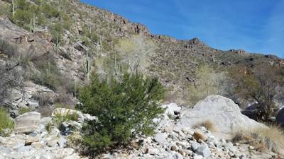 Sabino Canyon (Part 1)