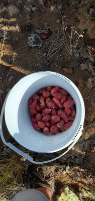 Harvesting and processing prickly pears today. Pics now. Videos to follow...