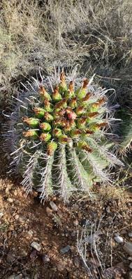 Harvesting and processing prickly pears today. Pics now. Videos to follow...