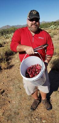 Harvesting and processing prickly pears today.  Pics now.  Videos to follow...