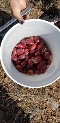 Harvesting and processing prickly pears today.  Pics now.  Videos to follow...