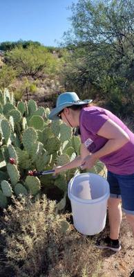 Harvesting and processing prickly pears today.  Pics now.  Videos to follow...