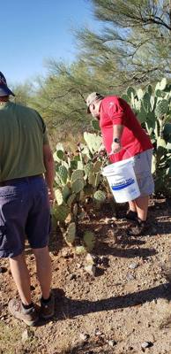 Harvesting and processing prickly pears today.  Pics now.  Videos to follow...