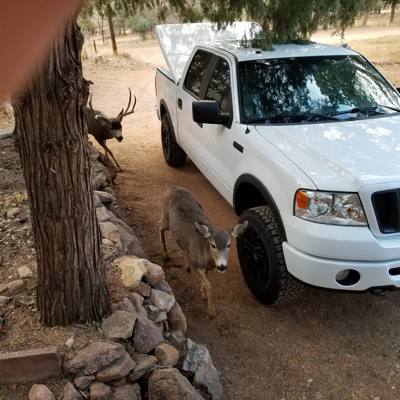 Made it to the cabin in Manitou Springs. Start unpacking...queue the horny buck chasing the super tired doe like 5 feet