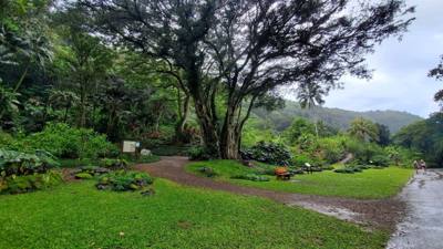Wet afternoon at Weimea Falls. Got to the top and it started raining hard. Julie and Aaron stepped in the pool below t