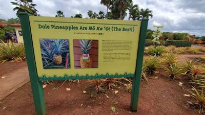 On our Rotten Tomatoes list for our Hawaii trip is the Dole Plantation.  3 things to do and a 45 minutes wait for the tr
