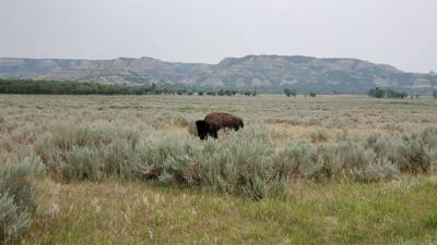 Spectacular day exploring the North Unit of Theodore Roosevelt National Park. Lots of critters and great scenery. Hiked