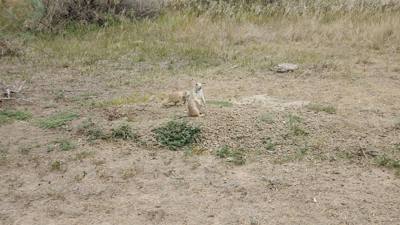 Spectacular day exploring the North Unit of Theodore Roosevelt National Park. Lots of critters and great scenery. Hiked