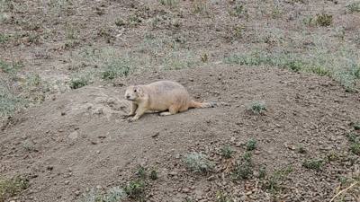 Spectacular day exploring the North Unit of Theodore Roosevelt National Park. Lots of critters and great scenery. Hiked