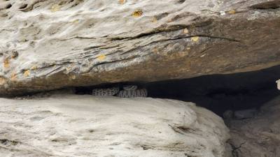 Spectacular day exploring the North Unit of Theodore Roosevelt National Park. Lots of critters and great scenery. Hiked