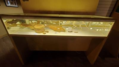 Fossils are always good and Avery is a dinosaur enthusiast. That said, I had to hold my tongue a little in this place.