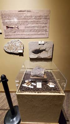 Fossils are always good and Avery is a dinosaur enthusiast. That said, I had to hold my tongue a little in this place.