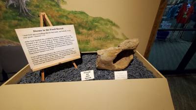 Fossils are always good and Avery is a dinosaur enthusiast. That said, I had to hold my tongue a little in this place.