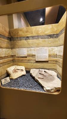 Fossils are always good and Avery is a dinosaur enthusiast. That said, I had to hold my tongue a little in this place.