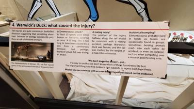 This dinosaur museum had different information than the other one previous in the week.  Good stuff.  Avery was in heave