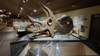 This dinosaur museum had different information than the other one previous in the week.  Good stuff.  Avery was in heave