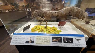 This dinosaur museum had different information than the other one previous in the week.  Good stuff.  Avery was in heave