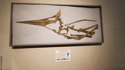Part 2 of Dickenson Dinosaur Museum.