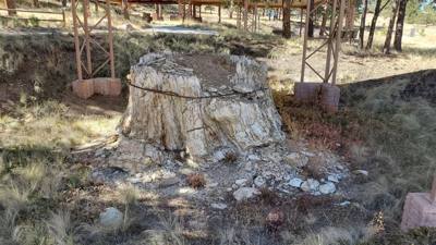 A visit to the Florissant Fossil Beds National Monument.  The visitor center was closed but we got to hike around the pa