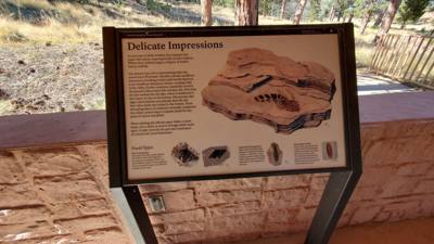 A visit to the Florissant Fossil Beds National Monument.  The visitor center was closed but we got to hike around the pa