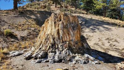 A visit to the Florissant Fossil Beds National Monument.  The visitor center was closed but we got to hike around the pa