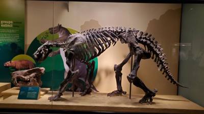 The trip wouldn't be complete without a visit to the Field Museum.