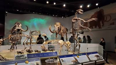 The trip wouldn't be complete without a visit to the Field Museum.
