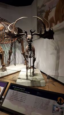The trip wouldn't be complete without a visit to the Field Museum.