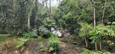 First up this morning was a visit to the Queen Sirikit Canopy Walk.  Beautiful views and listing to the moving water of 