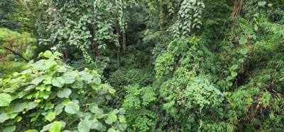 First up this morning was a visit to the Queen Sirikit Canopy Walk. Beautiful views and listing to the moving water of