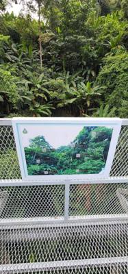 First up this morning was a visit to the Queen Sirikit Canopy Walk. Beautiful views and listing to the moving water of