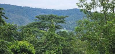First up this morning was a visit to the Queen Sirikit Canopy Walk. Beautiful views and listing to the moving water of