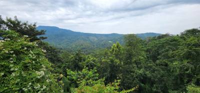 First up this morning was a visit to the Queen Sirikit Canopy Walk. Beautiful views and listing to the moving water of