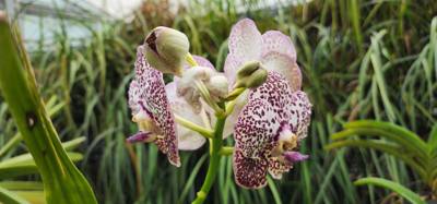 Part 2 if our botanical garden visit.