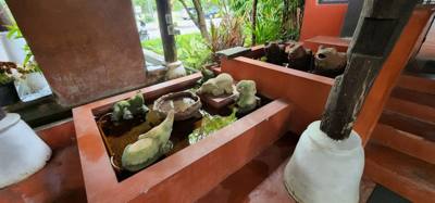 Lunch today was at the Bai Orchid.  Buffet style authentic Thai food.  More plants to take in.  Butterfly Farm was close