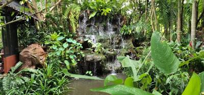 Lunch today was at the Bai Orchid.  Buffet style authentic Thai food.  More plants to take in.  Butterfly Farm was close