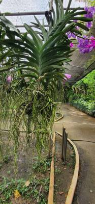 Lunch today was at the Bai Orchid. Buffet style authentic Thai food. More plants to take in. Butterfly Farm was close