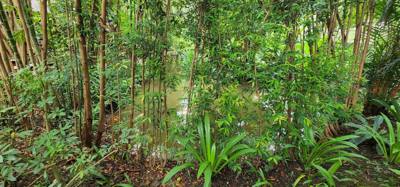 Lunch today was at the Bai Orchid. Buffet style authentic Thai food. More plants to take in. Butterfly Farm was close