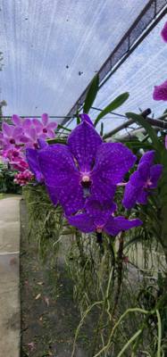 Lunch today was at the Bai Orchid.  Buffet style authentic Thai food.  More plants to take in.  Butterfly Farm was close