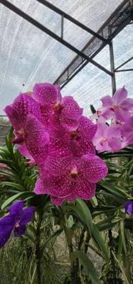 Lunch today was at the Bai Orchid.  Buffet style authentic Thai food.  More plants to take in.  Butterfly Farm was close