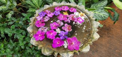 Lunch today was at the Bai Orchid. Buffet style authentic Thai food. More plants to take in. Butterfly Farm was close