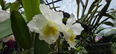 Lunch today was at the Bai Orchid. Buffet style authentic Thai food. More plants to take in. Butterfly Farm was close