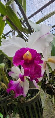 Lunch today was at the Bai Orchid. Buffet style authentic Thai food. More plants to take in. Butterfly Farm was close