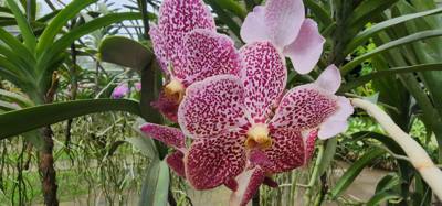 Lunch today was at the Bai Orchid. Buffet style authentic Thai food. More plants to take in. Butterfly Farm was close