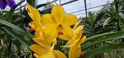 Lunch today was at the Bai Orchid. Buffet style authentic Thai food. More plants to take in. Butterfly Farm was close