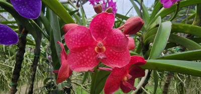 Lunch today was at the Bai Orchid. Buffet style authentic Thai food. More plants to take in. Butterfly Farm was close